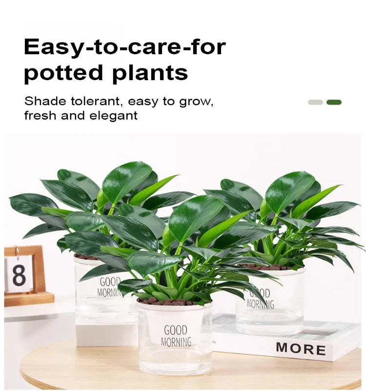 【 Lung Nourishing Drug King 】 Golden Diamond Green Plant ( BUY 1 GET 1 FREE )